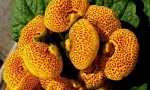 Calceolaria